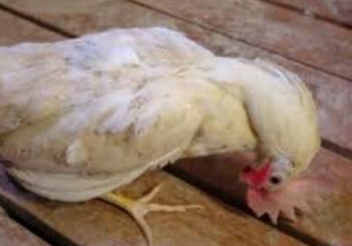 penyakit tetelo pada ayam