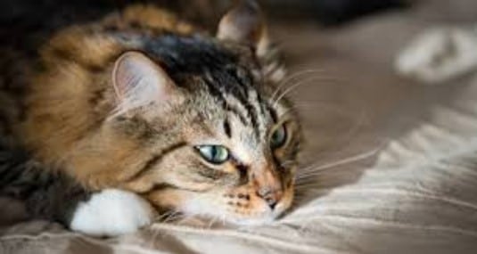 9 Ciri Kucing Stres dan Cara Terbaik Menanganinya