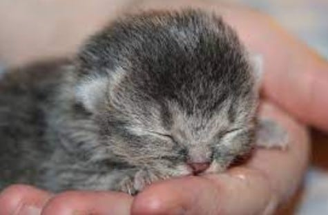 Tips Merawat Anak Kucing Yang Baru Lahir