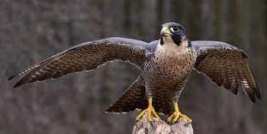 burung peregrine falcon