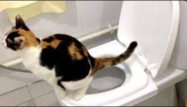 mengajari kucing buang air besar sendiri