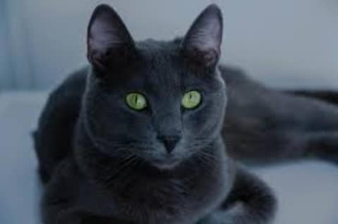 5 Fakta Menarik Kucing Russian Blue
