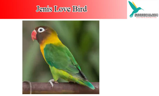 love-bird