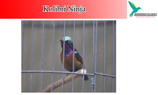 kolibri-ninja