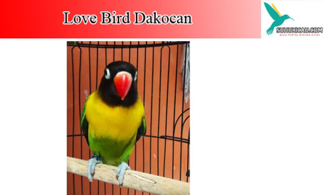 lovebird-dakocan