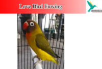 lovebird-euwing