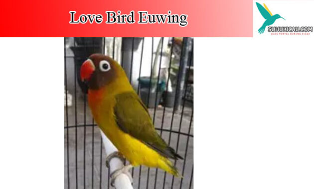 lovebird-euwing