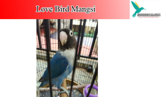 lovebird-mangsi