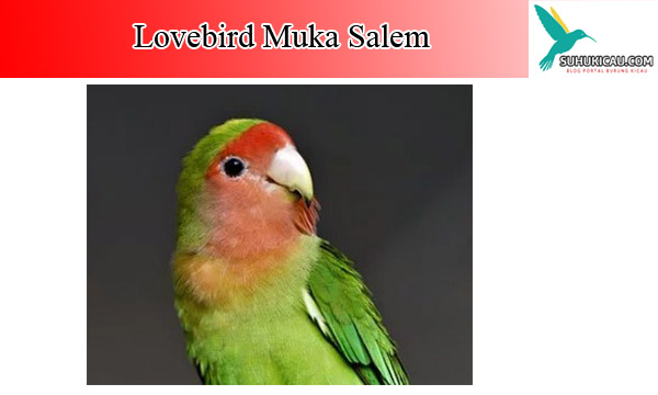 lovebird-muka-salem