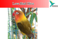 lovebird-olive