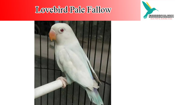 lovebird-pale-fallow