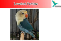 lovebird-parblue