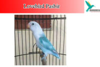 lovebird-pasbir