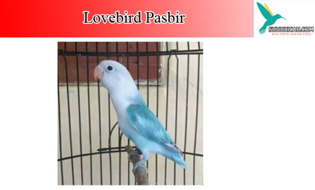 lovebird-pasbir