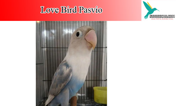 lovebird-pasvio
