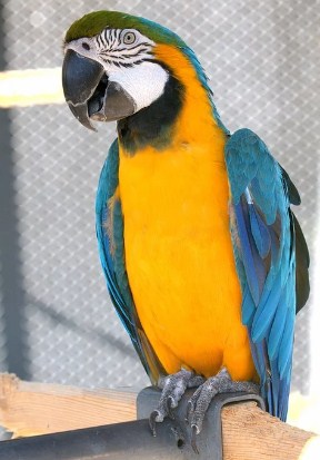 Blu- Gold-Macaw