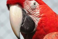 Green-Winged-Macaw