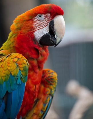 Scarlet-Macaw