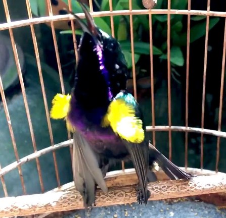 kolibri-raja