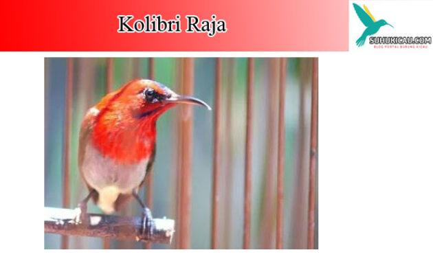 kolibri-raja