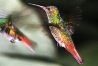 jenis-burung-kolibri