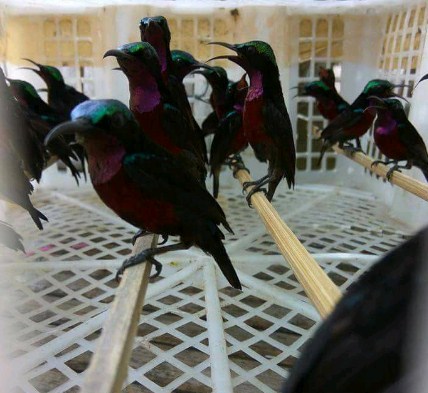 √ Mengenal Beberapa Jenis Burung Kolibri Di Indonesia