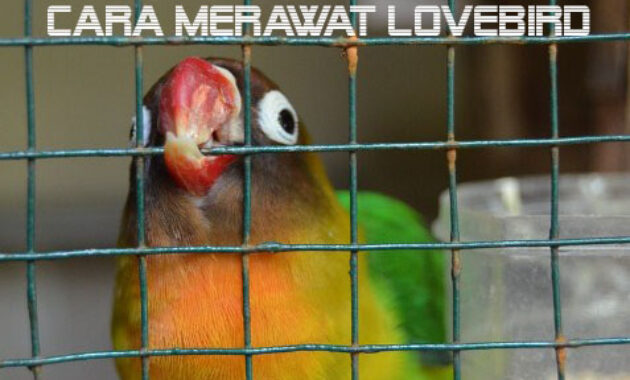 cara-merawat-lovebird