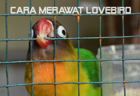 cara-merawat-lovebird