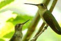 gambar-burung-kolibri