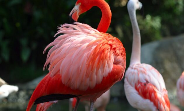 burung-flamingo