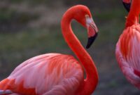 flamingo-pink