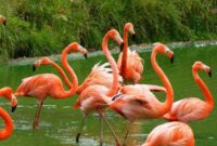 jenis-burung-flamingo