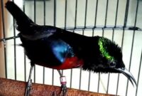 kolibri-ninja