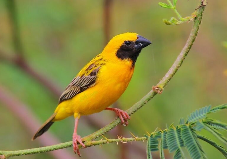 Perawatan Burung Manyar