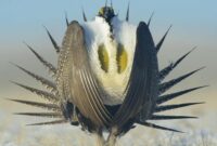 greater-sage-grouse