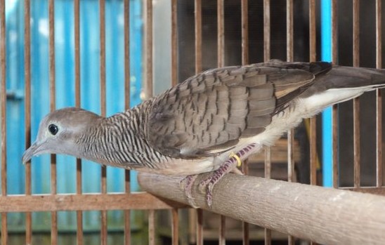 11 Trik Merawat Burung Perkutut Supaya Cepat Gacor