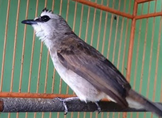 Cara Merawat Burung Trucukan Agar Cepat Jinak Dan Gacor