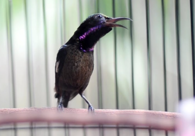 4 Jenis Burung Kecil Yang Rajin Bunyi Versi Suhu Kicau