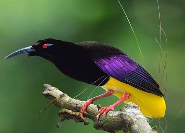 Photo Cara Merawat dan Makanan Lengkap Burung Cendrawasih Purwokerto