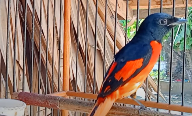 Makanan Burung Mantenan Agar Cepat Gacor Dan Mudah Jinak