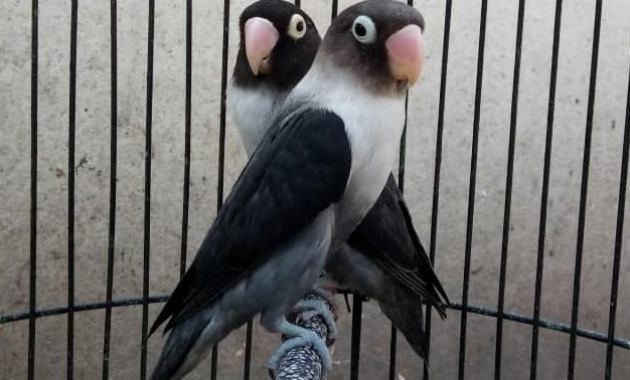lovebird-batman-kepala-elang