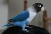 burung-lovebird-biru-mangsi