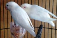 harga-lovebird-albino