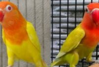 lovebird-pastel-kuning-kotor