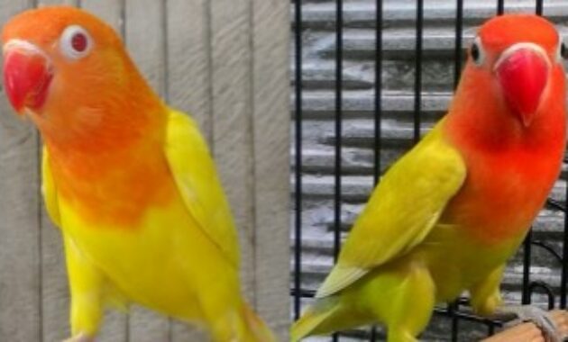 lovebird-pastel-kuning-kotor