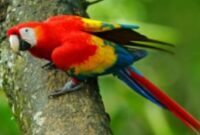 harga-burung-macaw-anakan