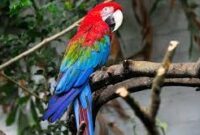harga-burung-macaw-greenwing