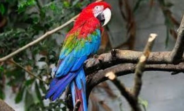 harga-burung-macaw-greenwing
