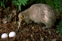 burung-kiwi-di-indonesia