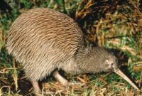 harga-burung-kiwi